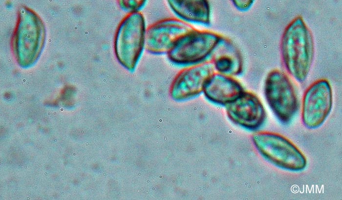 Clitopilus intermedius : spores