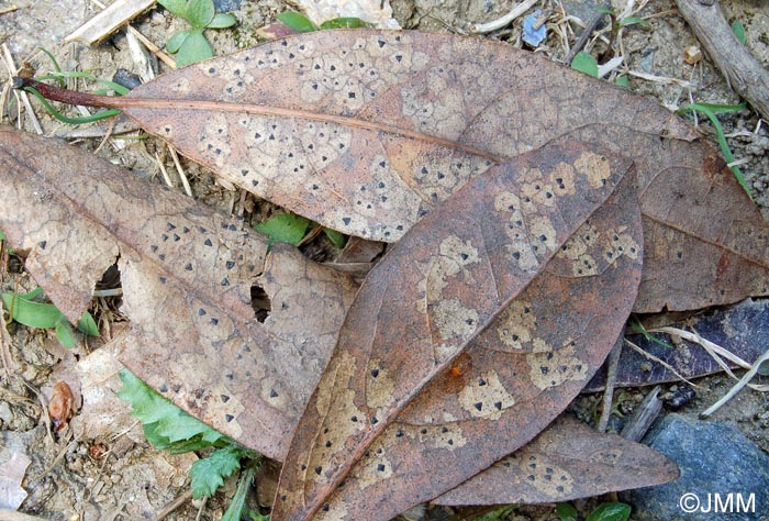 Coccomyces delta