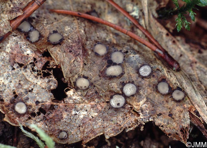 Coccomyces tumidus