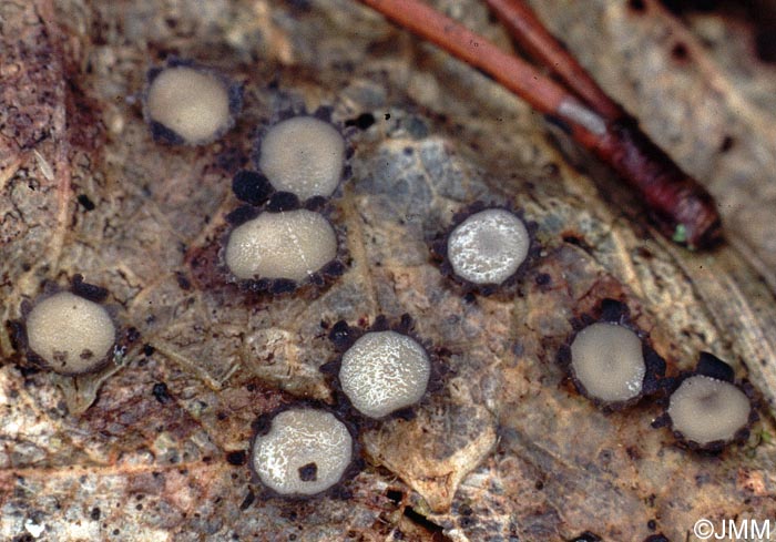 Coccomyces tumidus