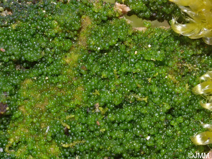 Basidiomycète lichénisé avec l'algue Coccomyxa icmadophilae