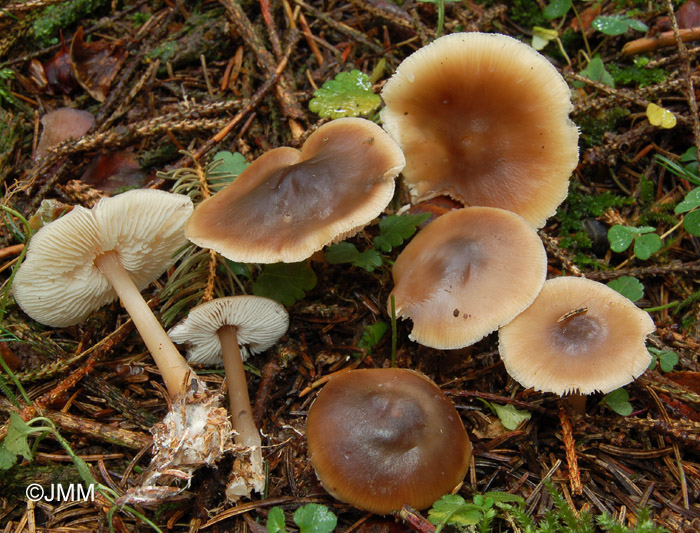 Rhodocollybia butyracea