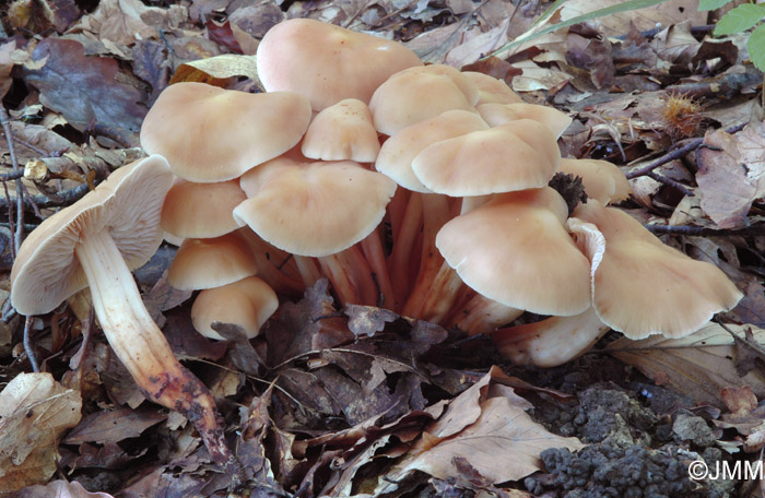 Gymnopus fusipes = Collybia fusipes