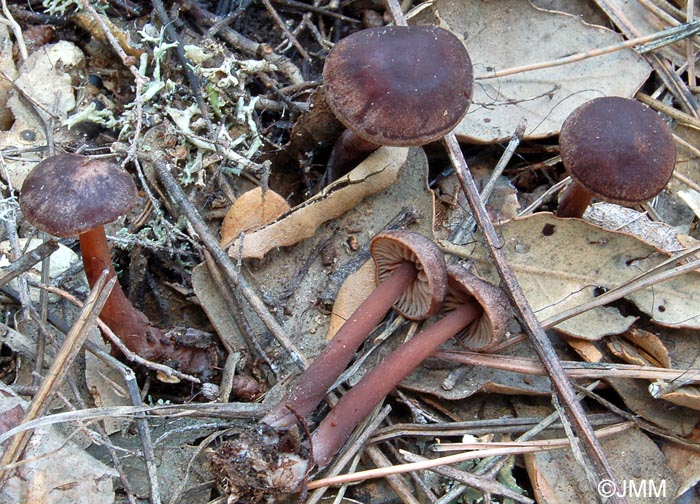 Collybia impudica = Gymnopus impudicus