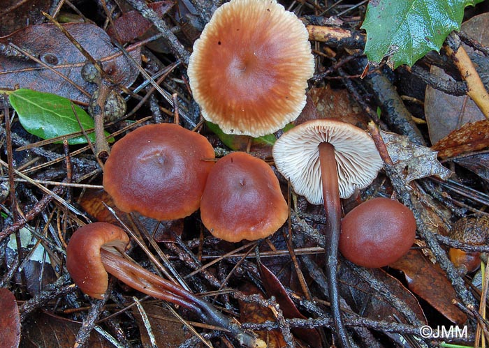 Collybia impudica = Gymnopus impudicus