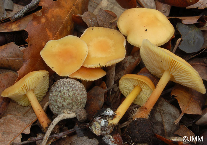 Collybia luteifolia = Gymnopus luteifolius