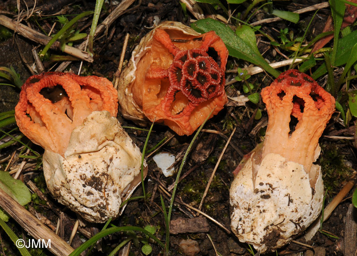 Colus hirudinosus = Clathrus hirudinosus