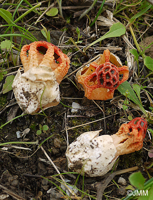 Colus hirudinosus = Clathrus hirudinosus