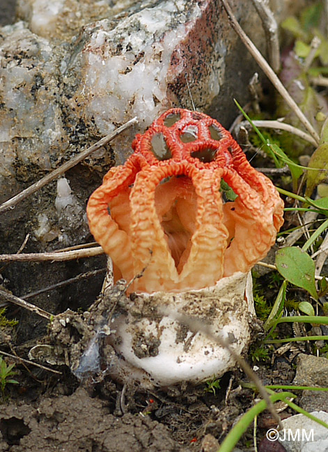 Colus hirudinosus = Clathrus hirudinosus