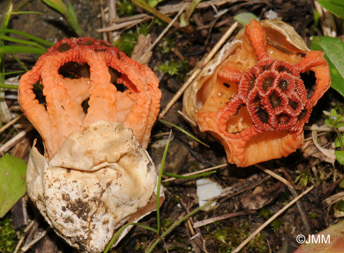 Colus hirudinosus = Clathrus hirudinosus