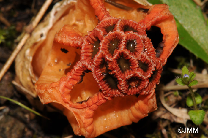 Colus hirudinosus = Clathrus hirudinosus