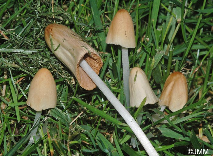 Conocybe apala = Conocybe albipes = Conocybe lactea = Bolbitius tener