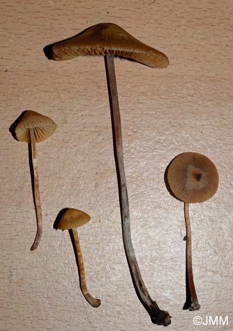 Conocybe aurea