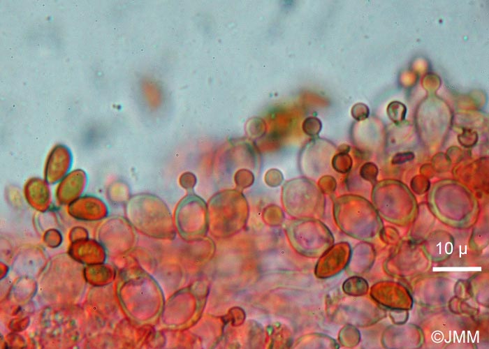 Conocybe aurea : spores et cheilocystides