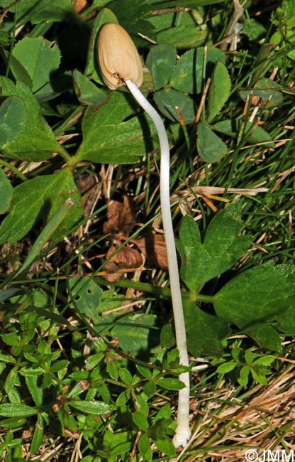 Conocybe deliquescens = Galeropsis lateritia = Gastrocybe lateritia