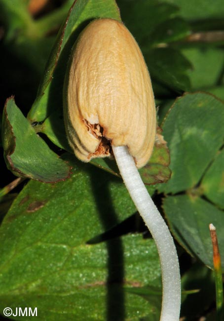 Conocybe deliquescens = Galeropsis lateritia = Gastrocybe lateritia