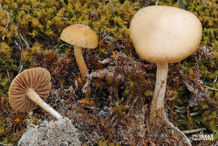 Conocybe dunensis