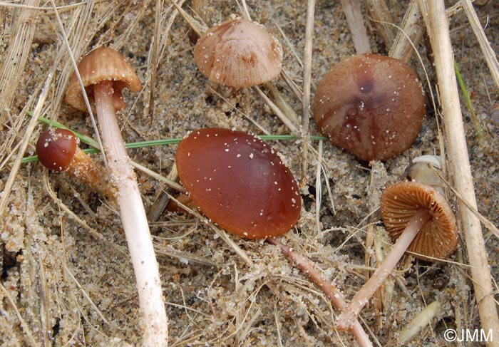 Conocybe dunensis