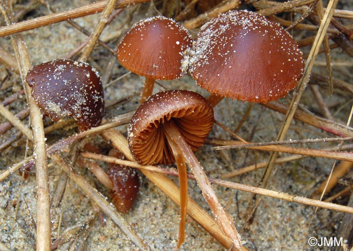 Conocybe dunensis