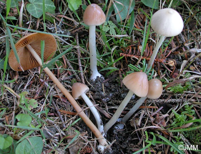 Conocybe inocybeoides