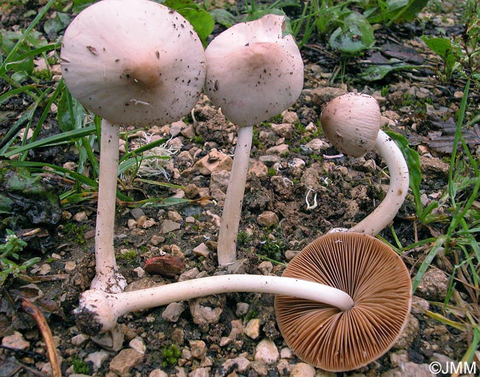 Conocybe inocybeoides