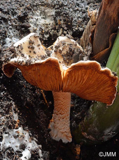 Conocybe intrusa