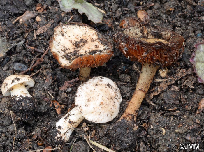 Conocybe intrusa