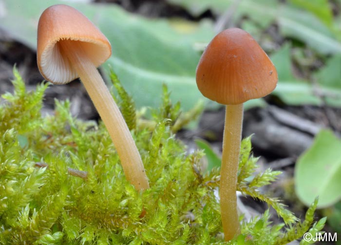 Conocybe rubiginosa = Conocybe macrospora