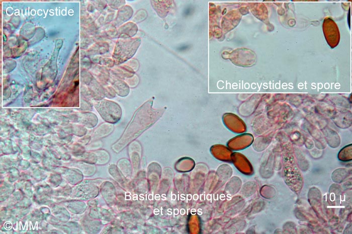Conocybe rubiginosa : microscopie