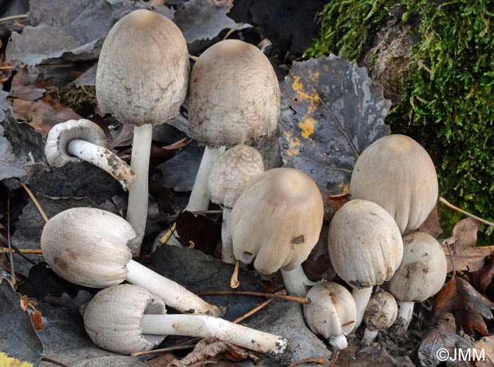 Coprinopsis strossmayeri = Coprinus strossmayeri = Coprinus populicola