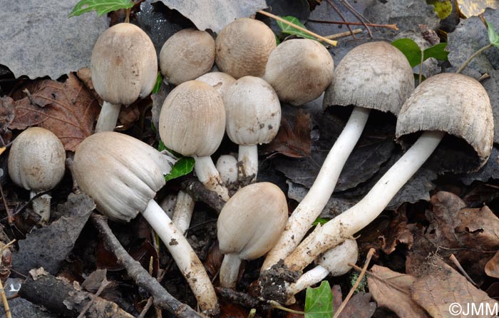 Coprinopsis strossmayeri = Coprinus strossmayeri = Coprinus populicola