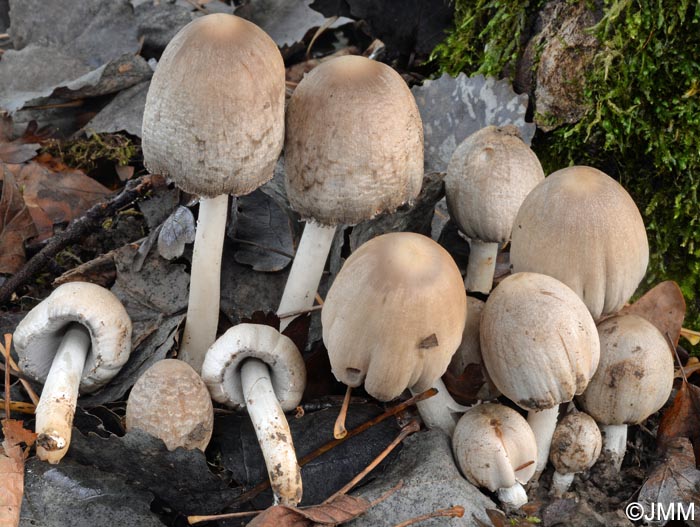 Coprinopsis strossmayeri = Coprinus strossmayeri = Coprinus populicola