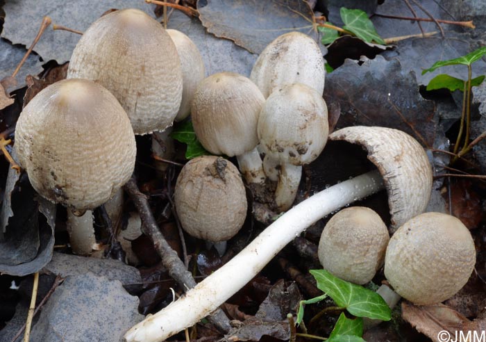 Coprinopsis strossmayeri = Coprinus strossmayeri = Coprinus populicola