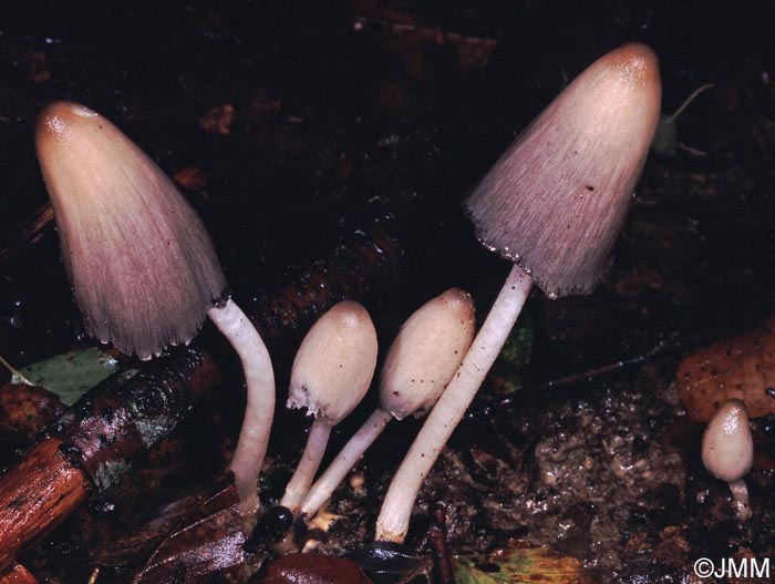 Coprinus acuminatus