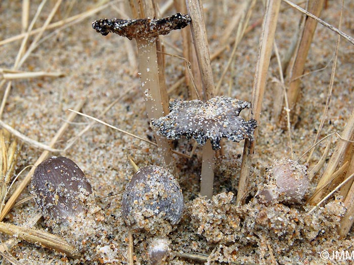 Coprinus ammophilae