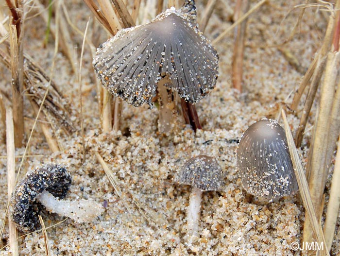 Coprinus ammophilae