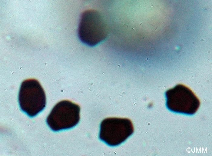 Coprinus angulatus : spores anguleuses