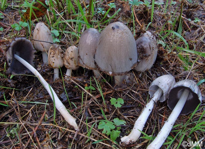 Coprinus atramentarius