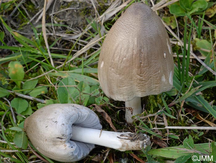 Coprinus atramentarius