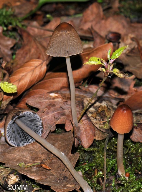 Coprinus auricomus = Parasola auricoma