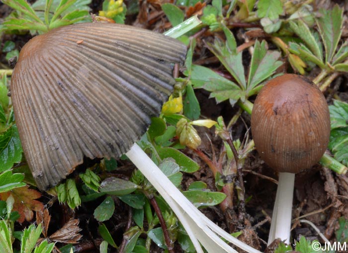 Coprinus auricomus = Parasola auricoma