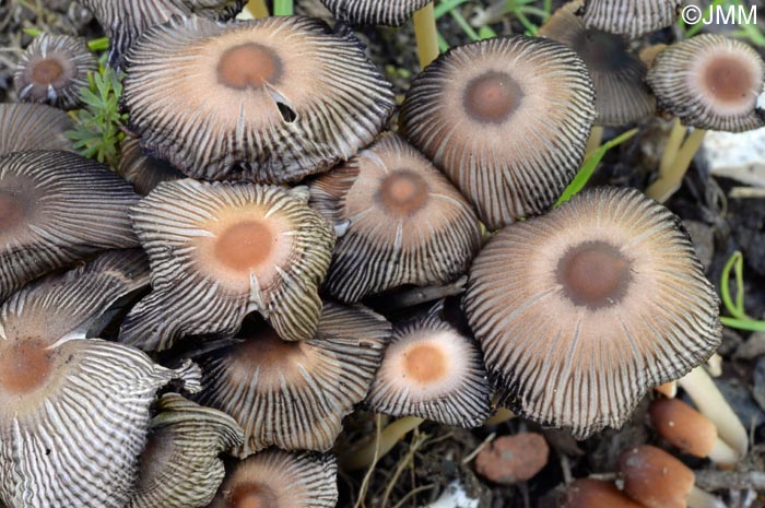 Coprinus auricomus = Parasola auricoma