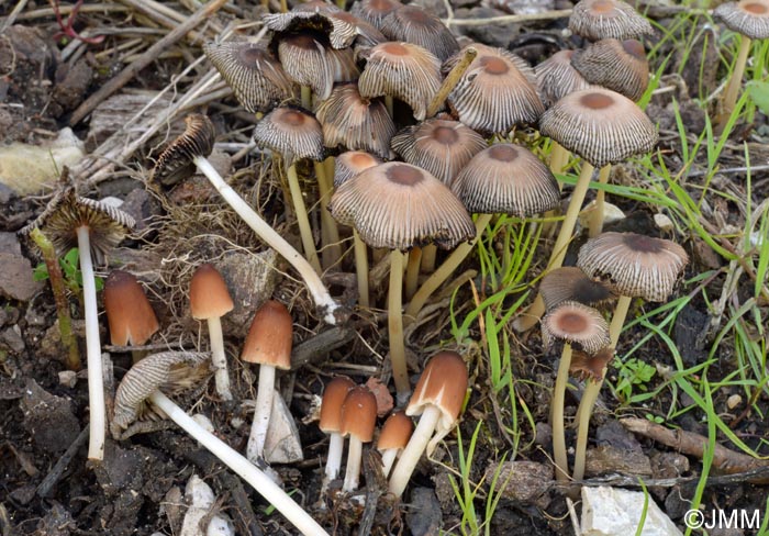 Coprinus auricomus = Parasola auricoma