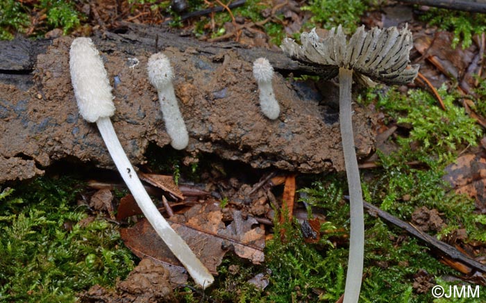 Coprinus bellulus = Coprinopsis bellula