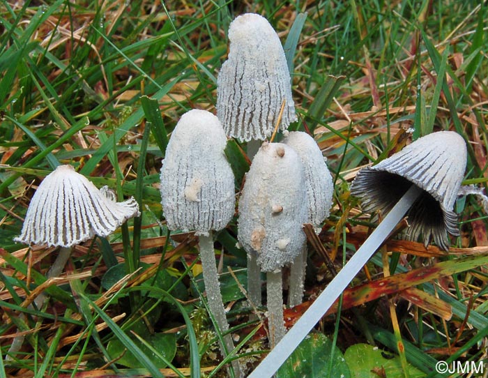 Coprinus cinereofloccosus