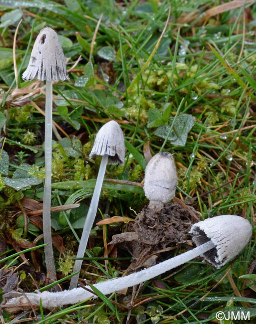 Coprinus cinereofloccosus