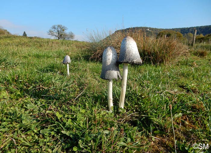 Coprinus comatus