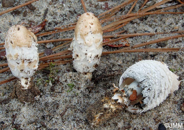 Coprinus comatus