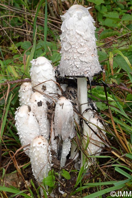 Coprinus comatus