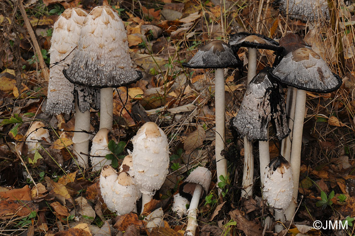 Coprinus comatus